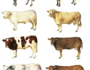 8, parmi les quelques centaines de races de vaches existant dans le monde