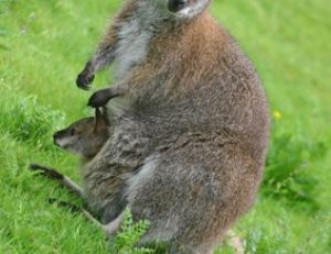Les wallabies sont des cousins des kangourous