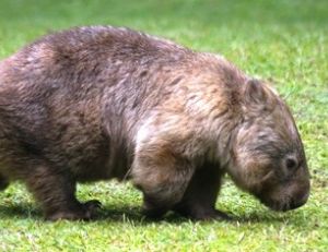 Wombat adulte