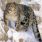 <p>Un léopard des neiges filmé en liberté</p>