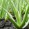 Aloe Vera : plantation, entretien et récolte / iStock.com - dangdumrong