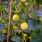Le concombre-citron ou concombre de Russie, un légume croquant et rafraîchissant ! / iStock.com - Maksims Grigorjevs