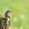 Nature : les oiseaux sauvages disparaissent de nos campagnes / iStock.com - Pchoui