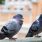 pigeons patrouilleurs
