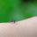 Pourquoi les moustiques piquent-ils certaines personnes plus que d'autres ? / iStock.com - Xenovon