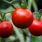 La peau de tomate va remplacer le bisphénol A dans nos boites de conserve