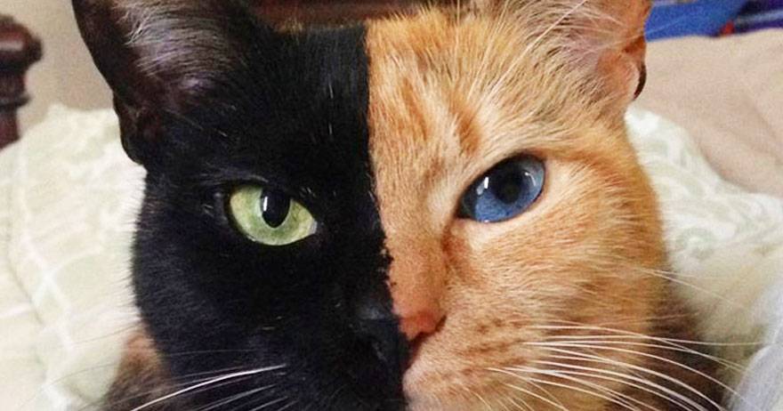 Ce chat à double face reste un mystère pour la science | Pratique.fr