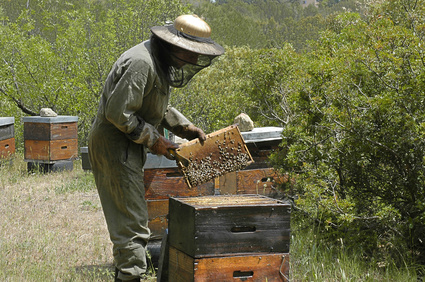 comment devenir apiculteur