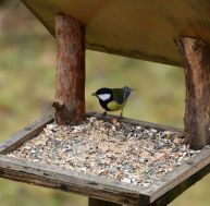 À la maison : comment attirer les oiseaux au jardin ? / iStock.com - Pavol Klimek