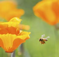 insecticide néfaste pour les abeilles