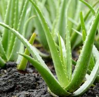 Aloe Vera : plantation, entretien et récolte / iStock.com - dangdumrong