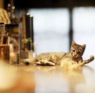 Bar à chats : de Taiwan à Paris, histoire de ces cafés où l'on caresse des félins / iStock.com - Yue_