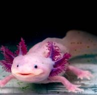 Bestiaire curieux : l’axolotl, une salamandre pas comme les autres