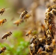 Biodiversité : les gestes simples pour protéger les abeilles