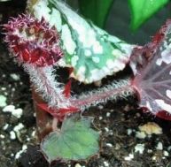 Bouturer des plantes d'intérieur : bouturage de bégonia