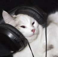 Une étude affirme que les chats seraient sensibles à une certaine forme de musique