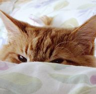 Les chats sont certes plus nombreux que les chiens dans les foyers français, mais les seconds seraient bel et bien les plus intelligents... - copyright trish hamme / Flickr CC.