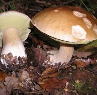Quelques précautions d'usage s'imposent, en matière de cueillette de champignons... - © Strobilomyces