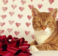Et si la star de la Saint Valentin n'était autre que votre chat ?
