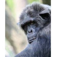 Chimpanzé mâle adulte