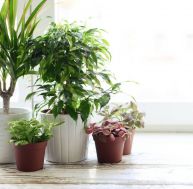 Choisir des plantes pour chaque pièce de la maison.