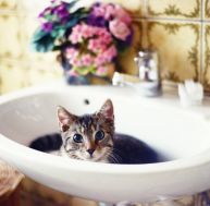 Comment laver son chat ? / iStock.com hsvrs