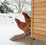 Comment protéger ses poules en hiver ?