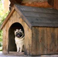 Construire une niche pour son chien : les critères importants