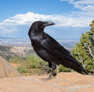 Cool News : des corbeaux dressés ramassent mégots et déchets ! / iStock.com - DavidOrr