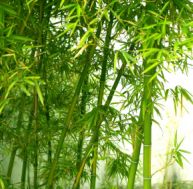 Culture du bambou
