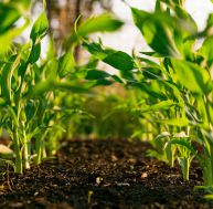 Cultiver son propre potager urbain, même sans jardin