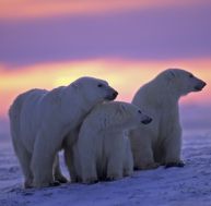 Famille d'ours polaires dans la lumière d'un crépuscule arctique
