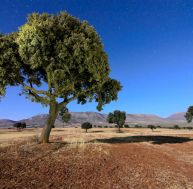 Des arbres pour lutter contre le réchauffement climatique et la pollution