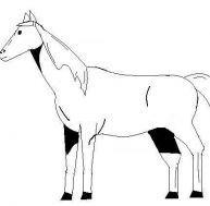Apprendre à dessiner un cheval