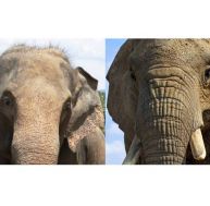 Eléphant d'Asie et éléphant d'Afrique
