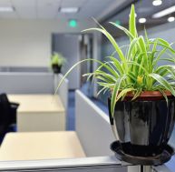 Entreprise : les plantes favorisent le bien-être des salariés / iStock.com - zorazhuang