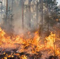 Feux de forêt : propositions pour gérer le risque croissant d'incendie
