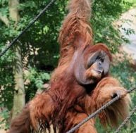 L’orang-outan est un funambule