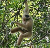 Les gibbons sont des acrobates