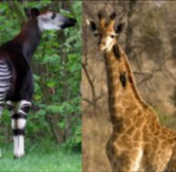 L'okapi et la girafe