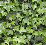 Lierre : Hedera helix Hahns