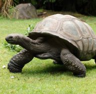 Insolite : Jonathan, 190 ans, la plus vieille tortue du monde ! / iStock.com - CraigRJD