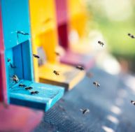 Installer une ruche chez soi : quelles sont les règlementations ?