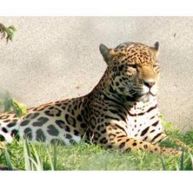 Dorénavant, il s’appelle jaguar