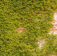 Jardin : comment camoufler un mur avec des plantes ?