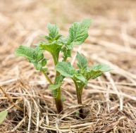 Jardiner sans pesticides : comment prendre soin de votre potager sans polluer