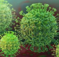 Les coranavirus : tout savoir sur cette famille de virus / Istock.com - nopparit