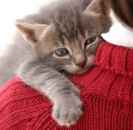 Les questions à se poser avant d'adopter un chat ou un chaton / iStock.com-Bartolome Ozonas