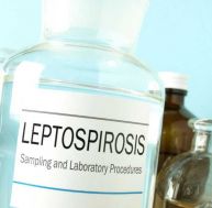 Leptospirose
