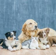 Maltraitance animale : un certificat est désormais nécessaire pour adopter un animal de compagnie
